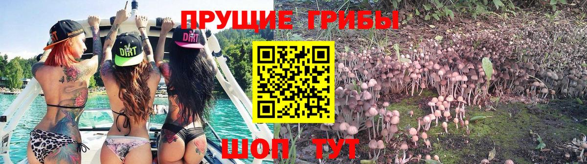 купить закладку  Вход с VPN  Галлюциногенные грибы GOLDEN TEACHER  Фурманов  Псилоцибиновые грибы Psilocybine cubensis 
